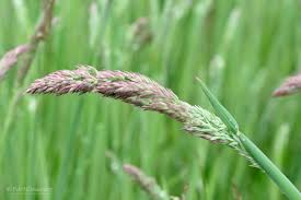 Image result for Holcus