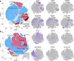 Cell Stress In Cortical Organoids Impairs Molecular Subtype Specification Nature