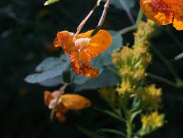 Carnations, daisies, irises, lilies, orchids, tulips, and more! Early Fall Color In Vermont Features Late Summer Flowers