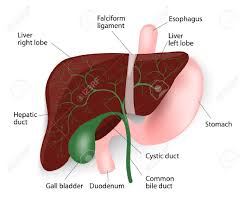 This diagram depicts location of liver in human anatomy. Human Liver Anatomy Liver Gallbladder Esophagus Stomach And Royalty Free Cliparts Vectors And Stock Illustration Image 24211324