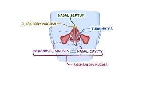 All the paranasal sinuses drain into the lateral. Nasal Cavity And Larynx Histology Osmosis