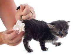 Kitten Diarrhea Is It Serious It Could Be The Sign Of A Parasite Or Some Other Affliction Get The Scoop On What To Cat Spray Male Cat Spraying Cat Diarrhea