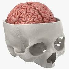 Nervous System 3d Models For Download Turbosquid In 2020 Brain Nervous System Real Human Skull Nervous System