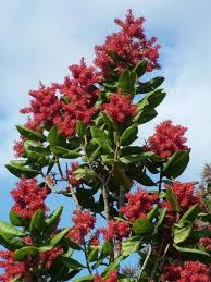 Image result for Triplaris americana