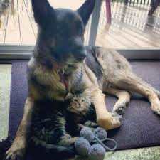 We did not find results for: Pin On Pets