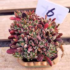 Image result for Grewia pubescens