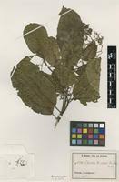 Image result for Ehretia cymosa