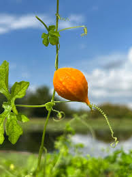 Image result for Momordica charantia