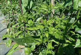 Maybe you would like to learn more about one of these? Punca Daun Cili Menjadi Kerinting Dan Gugur Cara Mengatasinya Dengan Semburan Racun Organik My Info Berita