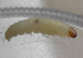 Black worms in the toilet september 13, 2012 a reader has been finding black worms in his toilet over the last couple of months. Super Effective Method To Get Rid Of Ants Very Quick Ncleaningtips Com Baking Soda Cleaning Fruit Fly Trap Diy Meal Moths