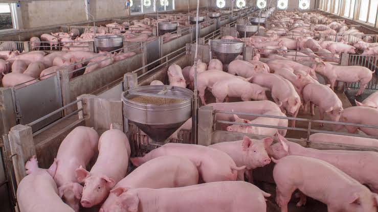 Tópicos importantes en nutrición de cerdos - Actualidad Porcina