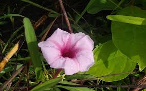 Image result for Ipomoea blepharophylla