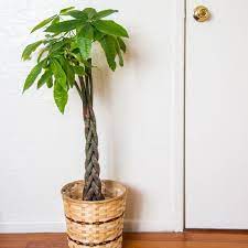 We recommend watering the money tree whenever the soil looks dry. Money Tree Care How To Grow A Lucky Money Tree Plant