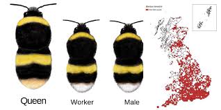 Queen bumblebees and carpenter bees are the largest native bees in the united states. White Tailed Bumblebees Bumblebee Conservation Trust