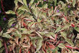 Image result for Excoecaria