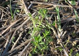 Spray Weeds After A Temperature Shock The Canola Council Of Canada