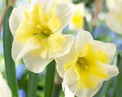 Blooms Mid Spring Narcissus Smiling Twin Bulb Flowers Daffodils Daffodil Bulbs