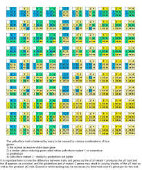 Budgie Parakeet Colors Varieties Mutations Genetics Parakeet Colors Budgie Parakeet Parakeet