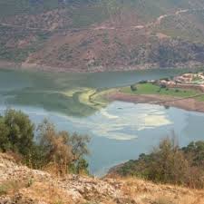 Fra wikipedia, den frie encyklopedi. Bloom Of Microcystis Spp In Flumendosa Reservoir Download Scientific Diagram