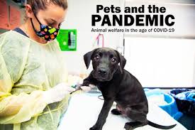 The bulk of the dogs we rescue and later adopt out are senior dogs because they have a tougher time finding adoptive homes. Pets And The Pandemic Animal Welfare In The Age Of Covid 19 Your Valley