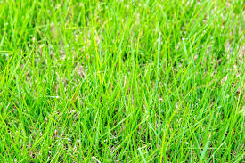 How to stop zoysia grass from spreading. Zoysia Grass Plant Care Growing Guide