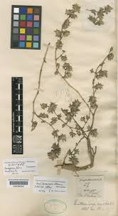 Image result for Guilleminea densa