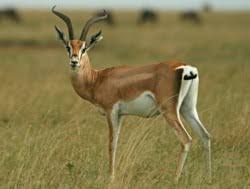 Lists of biota of africa. Savanna Animals List Drone Fest
