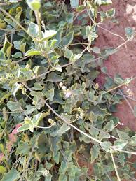 Image result for Commicarpus helenae