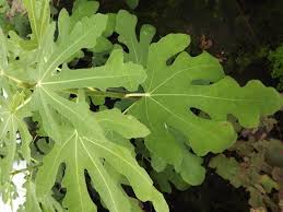 Résultat de recherche d'images pour "brunswick fig leaf and fruit"