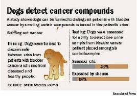 Tumor growth within the urinary bladder or perirectal/perianal region causes signs such as straining to urinate or pain and difficulty while passing stool. Study Finds Dogs Can Sniff Out Cancer The Spokesman Review
