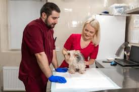 Home treatment can be used when the patient is examined by a doctor, diagnosed with him, hemorrhoids and other serious bowel diseases are excluded. Rectal Prolapse In Dogs Symptoms Causes And Treatment