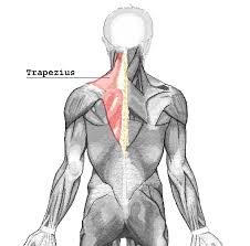 Divides the body or any of its parts into right and left sides. Trapezius Wikipedia