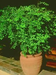 Image result for Halleria lucida