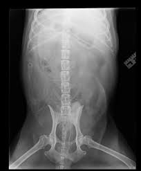 Your dog likely enjoys gulping down food like there's no tomorrow, but what if your dog swallowed hot food? Dog News Greedy Dog Lucky To Be Alive After Swallowing 10cm Kebab Skewer Nature News Express Co Uk