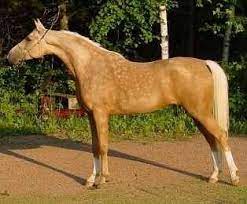 Maybe you would like to learn more about one of these? Golden Vagdhan A Golden Palomino Arabian Stallion Palomino Horse Palimino Horses Palomino