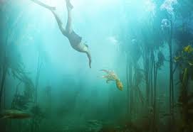 My octopus teacher is a 2020 netflix original documentary film directed by pippa ehrlich and james reed, which documents a year spent by filmmaker craig foster forging a relationship. If You Haven T Yet Watch My Octopus Teacher On Netflix South Africans Craig Foster And His Team Have Created A Whole New Way Of Making A Nature Documentary And It Is Simply