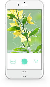 Picture This Ai Plant Identification App That Actually Seems To Work For The Northeast Us Region Plant Identification App Identify Plant Plant Identification