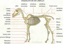 Resultado de imagen para sistema oseo de los mamiferos