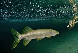 Wenn alles andere scheitert, bringt eine dramatische provokation passive fische zum beißen. Worauf Beissen Hechte Am Besten Hechtangeln Fische Angeln Angeln