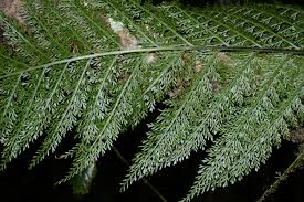 Image result for Asplenium reekmansii