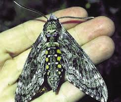 Dunesletter Winter 2012