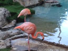 Update zum saisonbeginn marktwerte brasilien: Lindos Flamengos Picture Of Princess Mundo Imperial Acapulco Tripadvisor