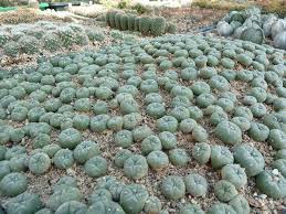 Resultado de imaxes para peyote cactus