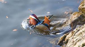 Mandarin ducks belong to the genus aix , alongside the american wood duck. Visit From A Mandarin Duck Postojna Cave Park