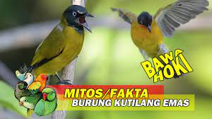 More images for mitos burung kutilang emas » Mitos Fakta Pelihara Burung Kutilang Emas Bisa Datangkan Hoki Youtube