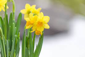 Birth Flower Meanings Daffodil Flower Daffodil Gardening House Plants