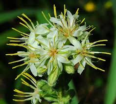 Image result for Nesaea aspera