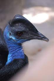 Dwarf Cassowary Cassowary Pet Birds Australian Animals