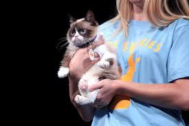 Sosyal Medya Fenomeni Grumpy Cat Huysuz Kedi Oldu Evrensel