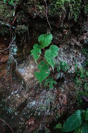 Image result for Begonia oxyloba